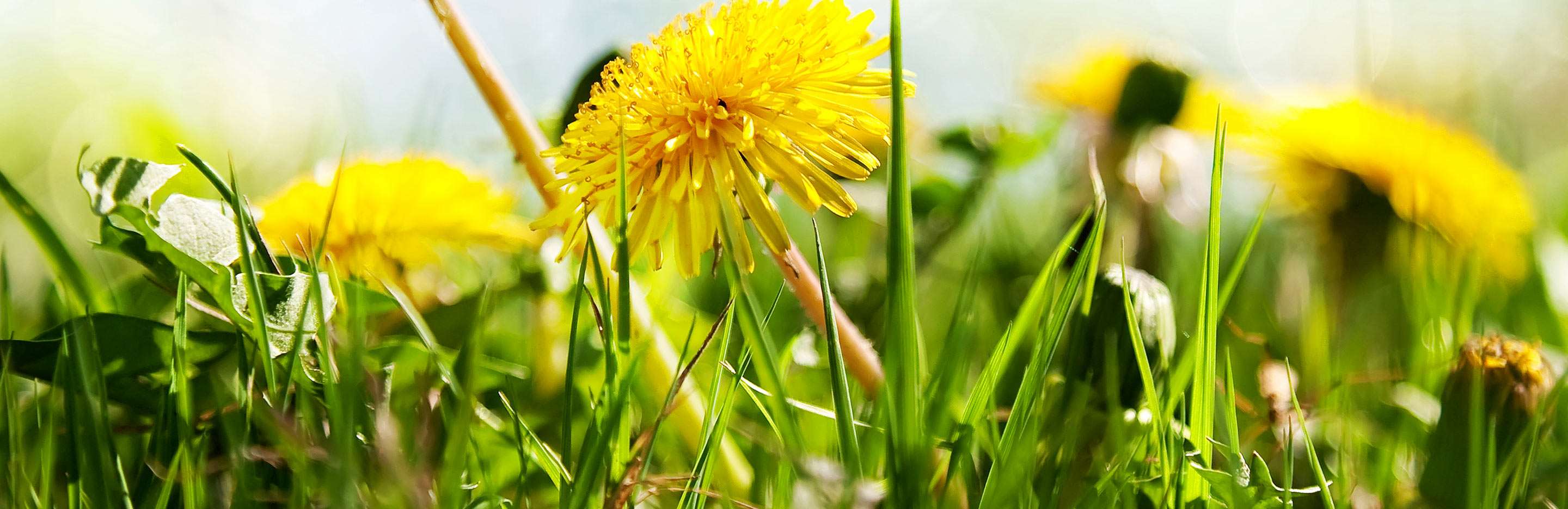 Common lawn problems and how to fix them