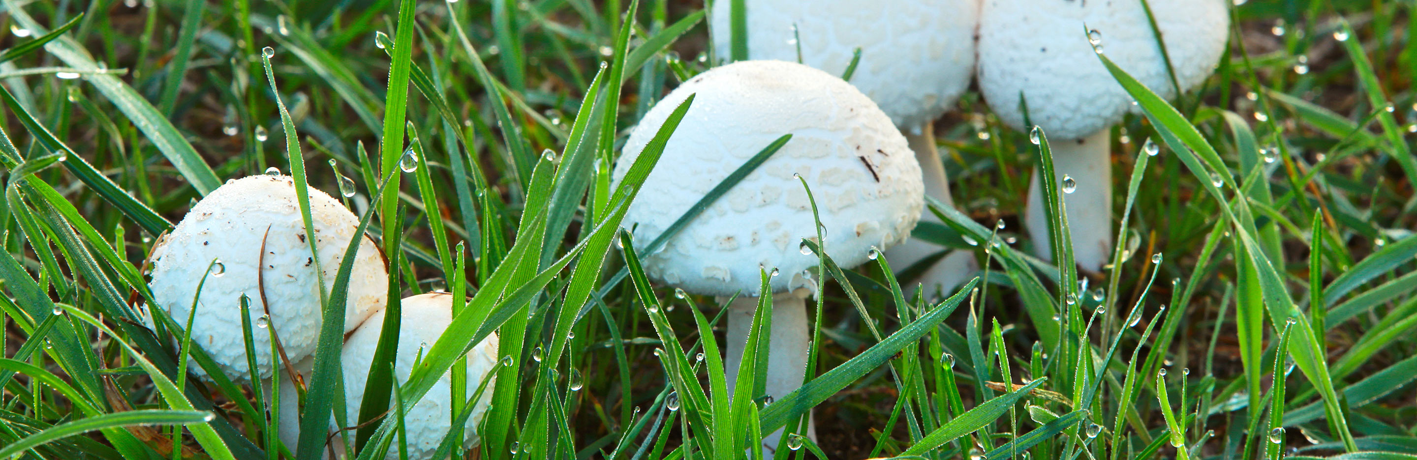 How to get rid of mushrooms on your lawn | Love the Garden