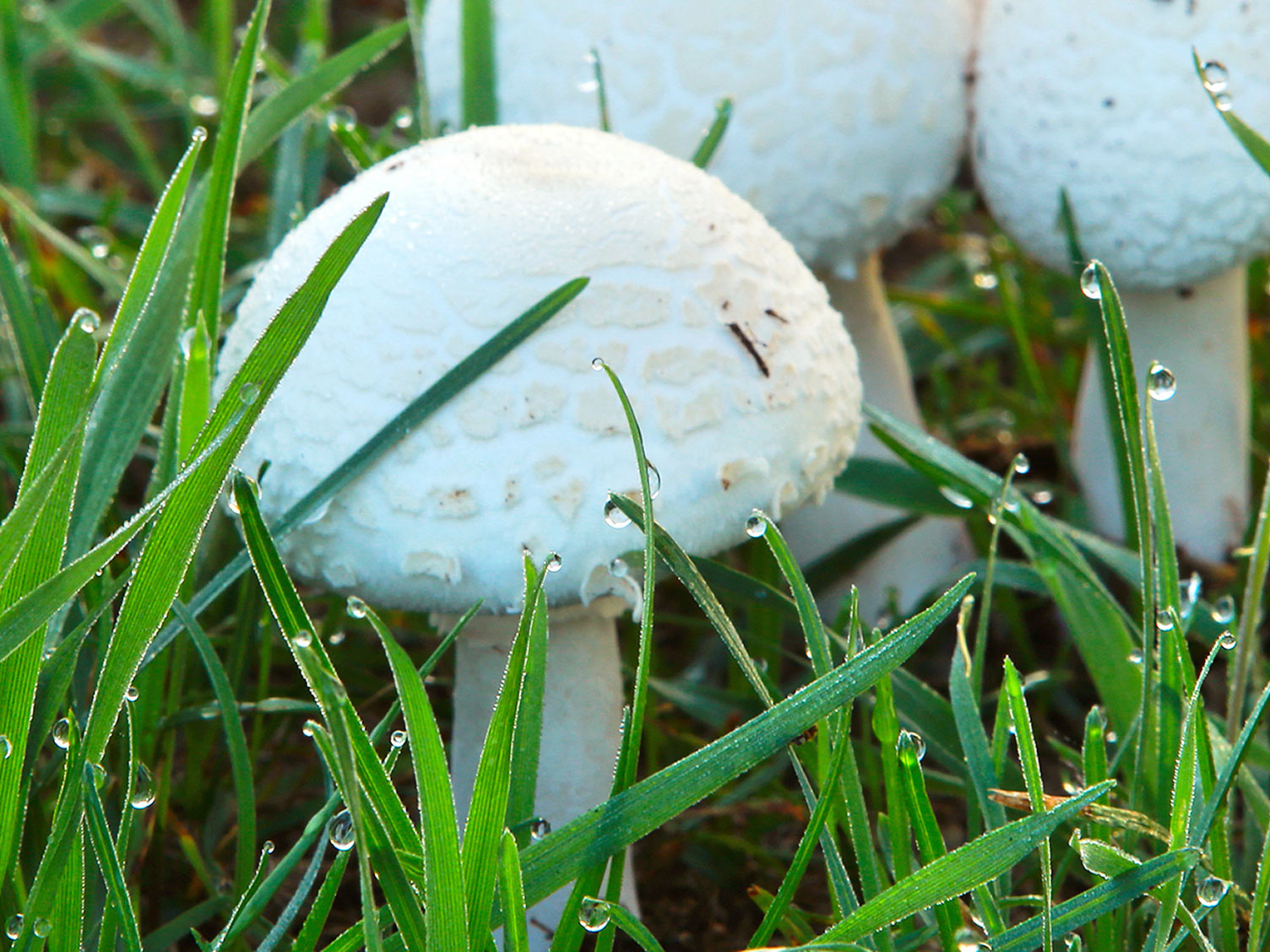 A guide to growing mushrooms Love The Garden