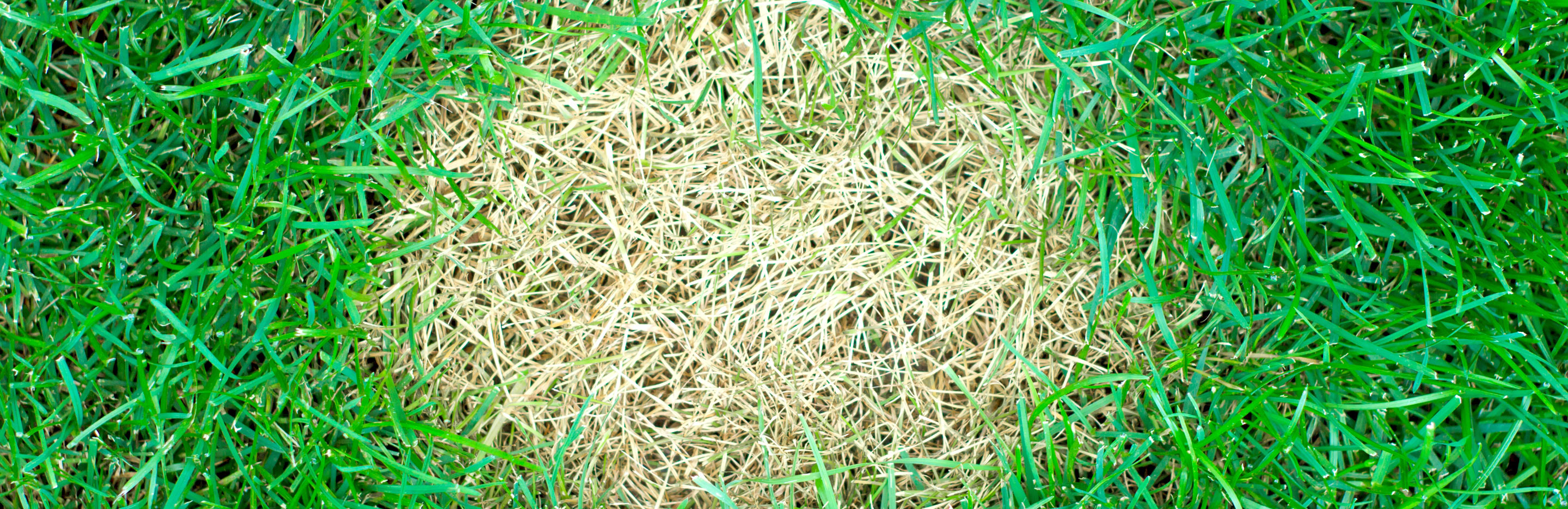 How to control and prevent lawn diseases