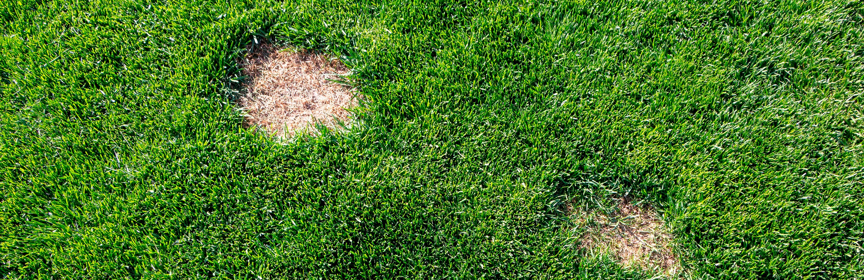 How to repair lawn patches