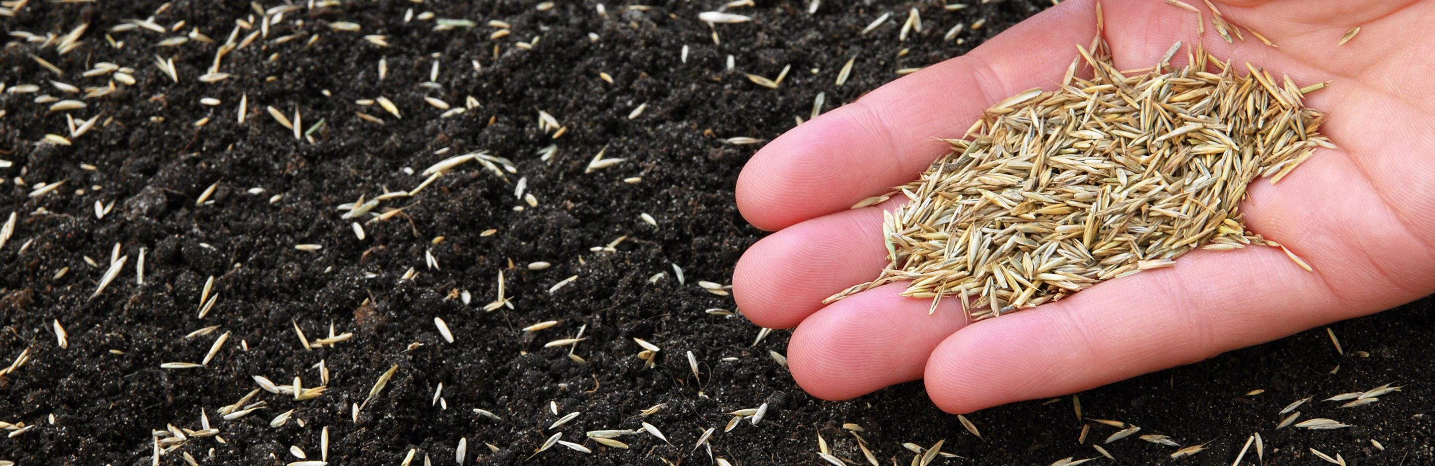 How to sow grass seed for the perfect lawn