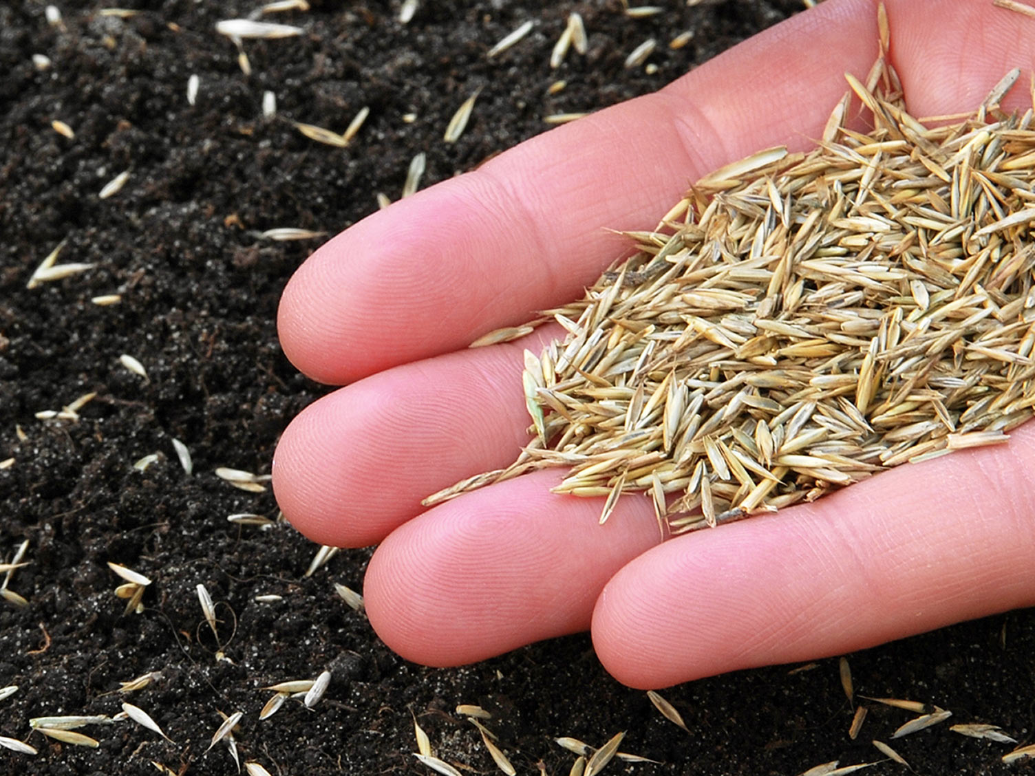 The best time to sow grass seed Love The Garden