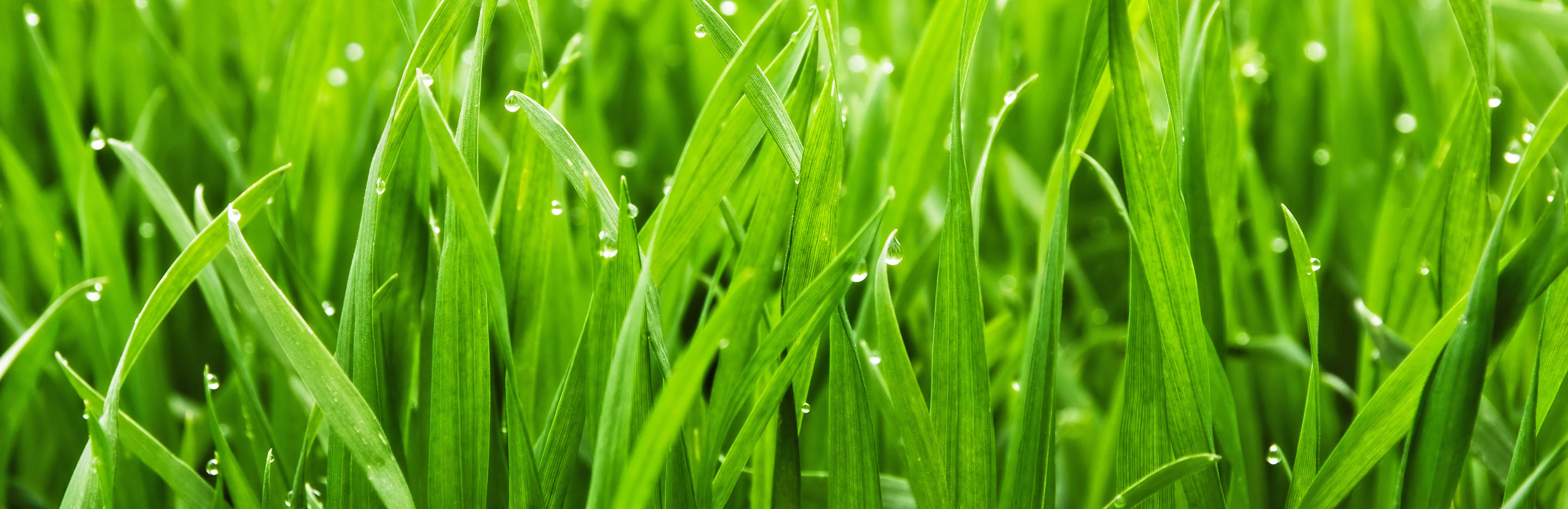 Tips to kick start your lawn