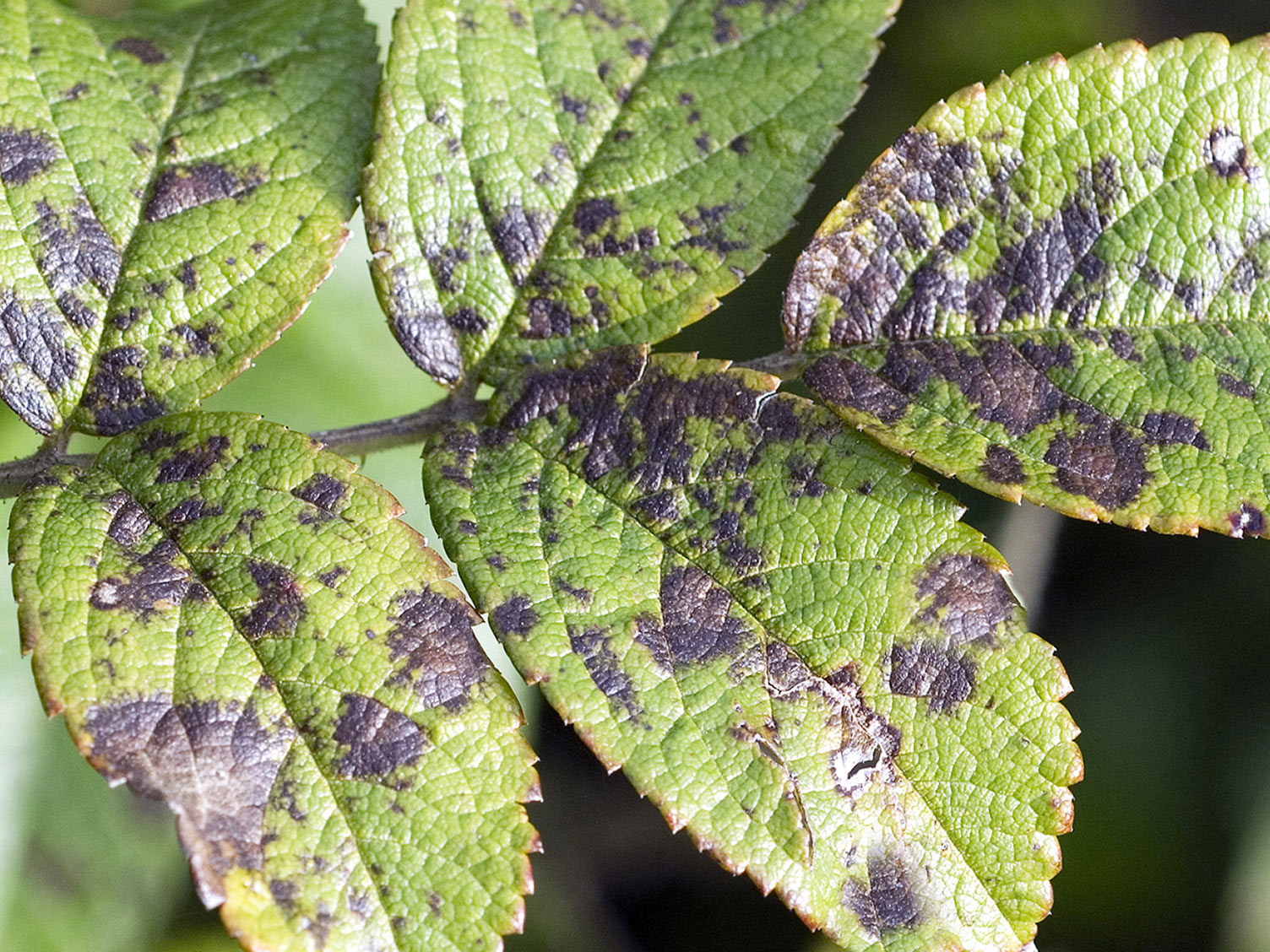 Image of Shrub with wilted leaves due to insect infestation