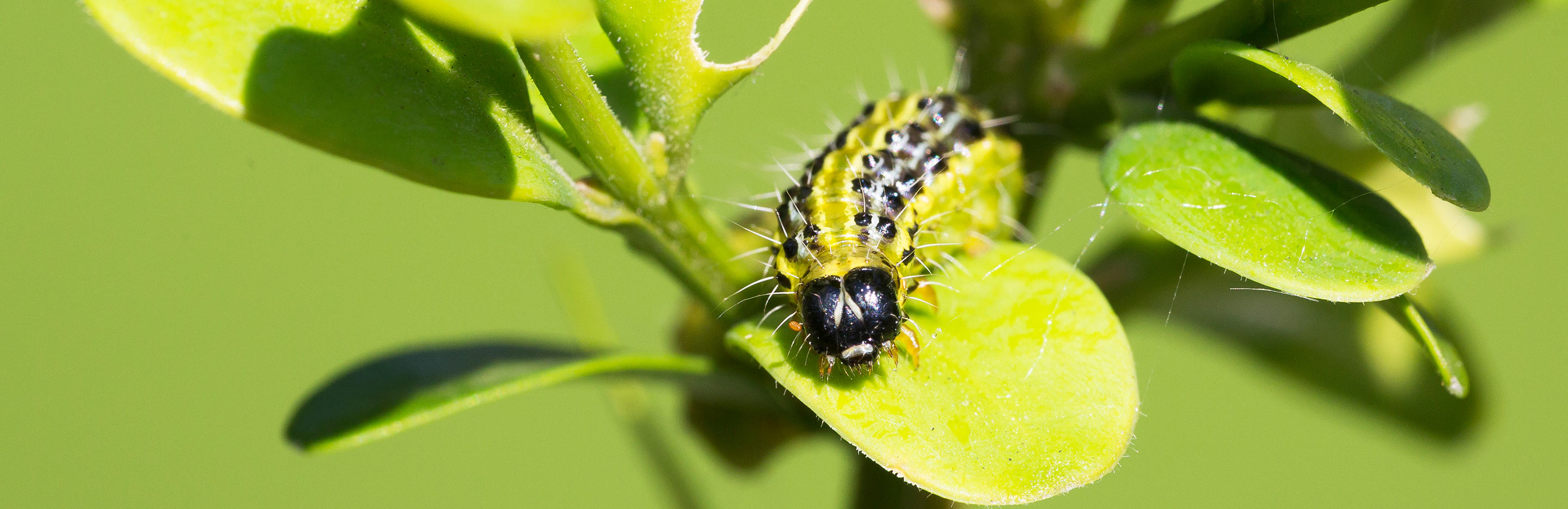 Box tree (Caterpillar)