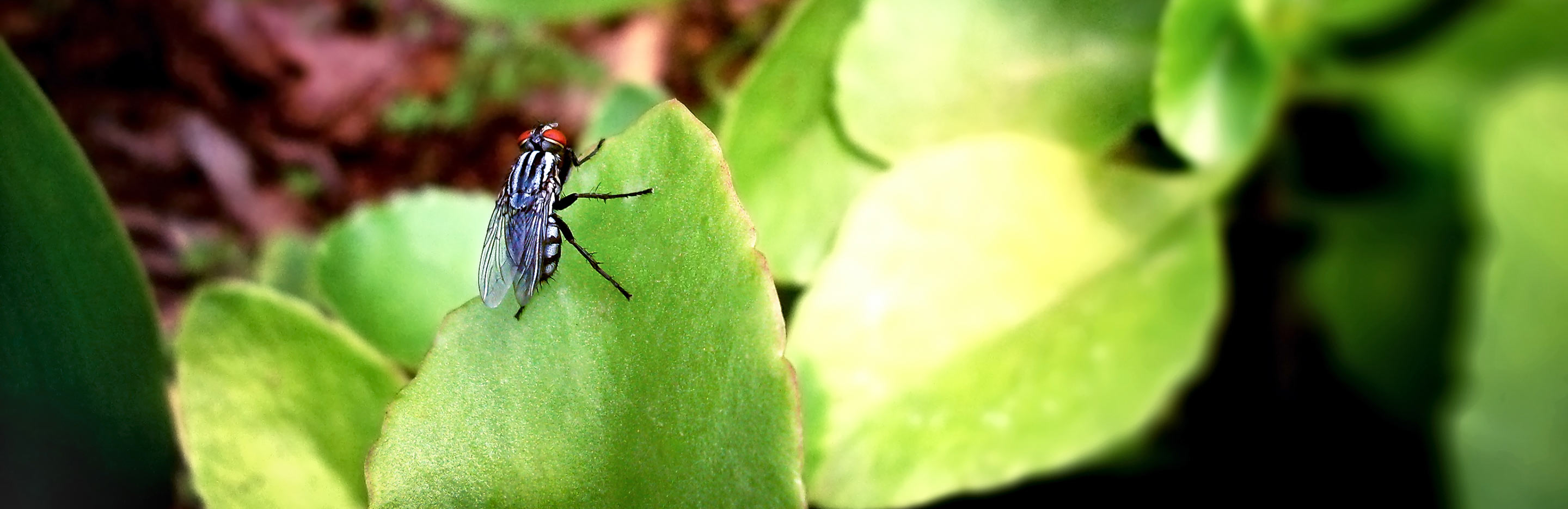 Cabbage root fly