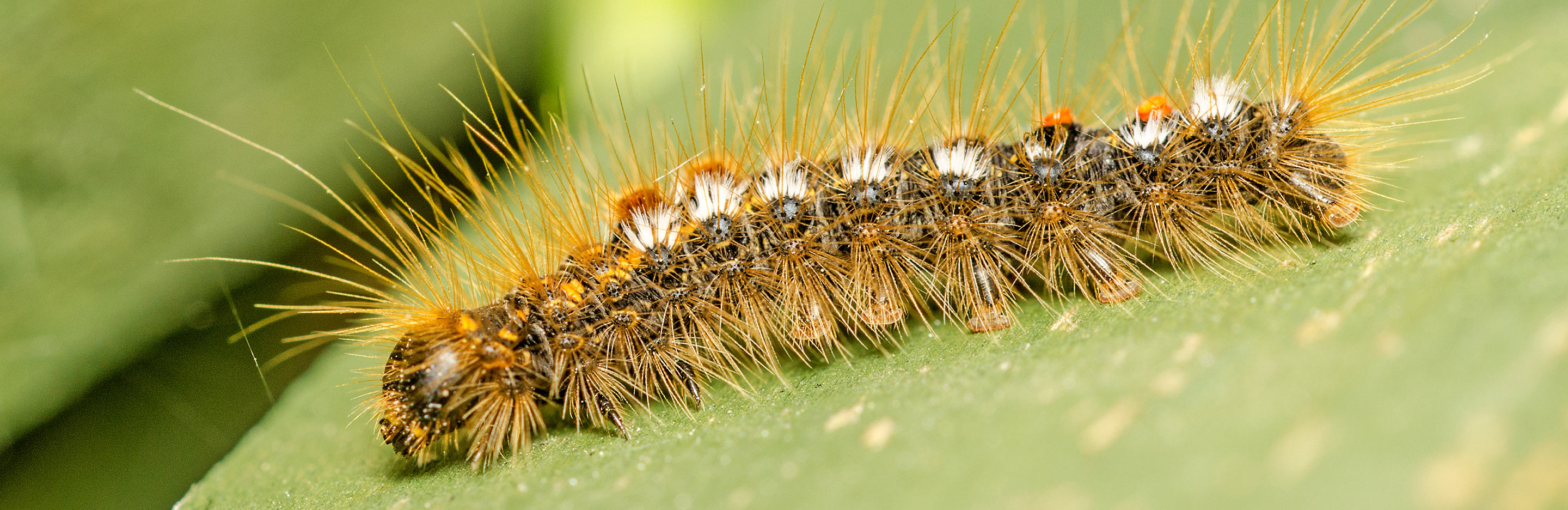 La Chenille Processionnaire