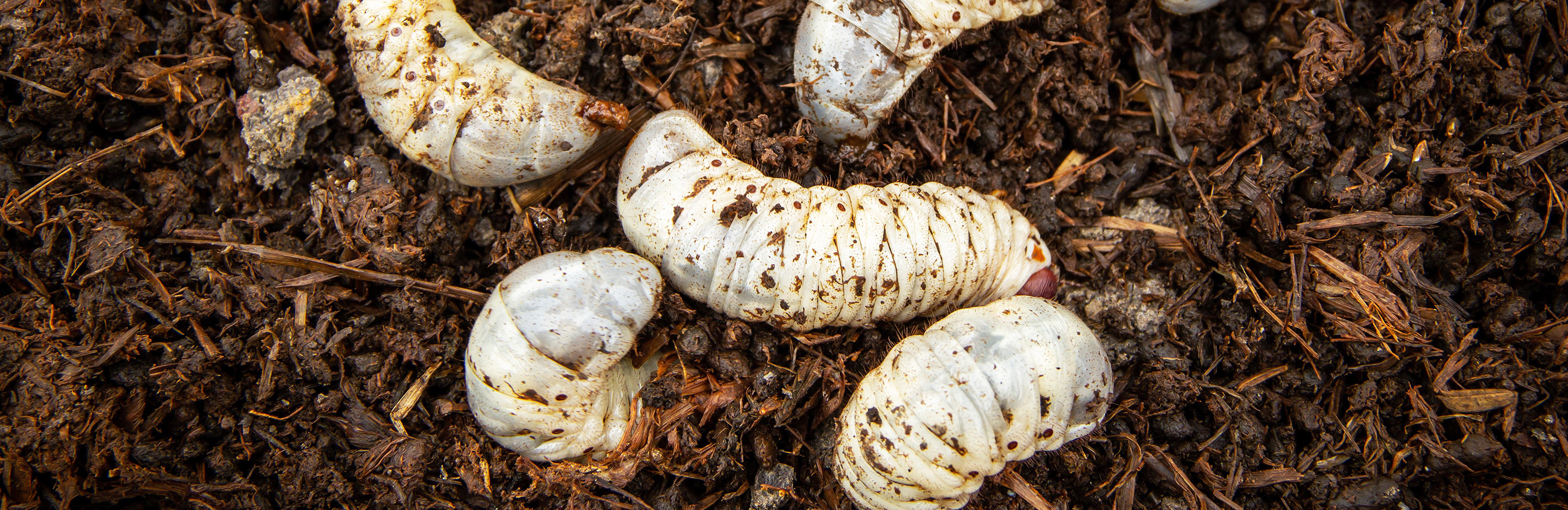 Chafer grubs