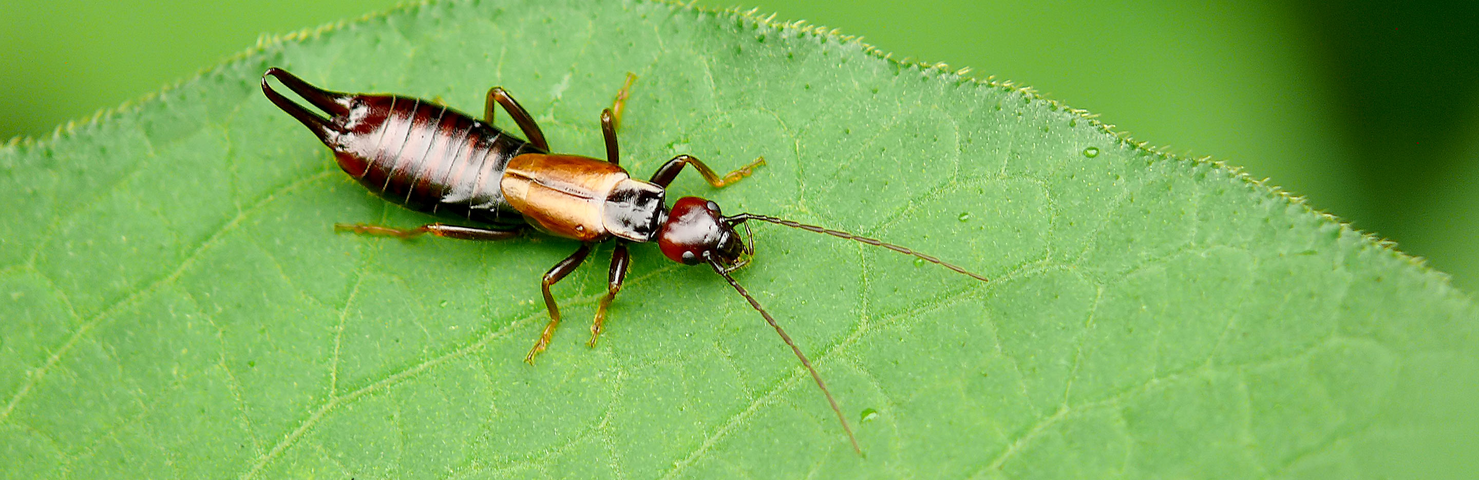 Earwigs