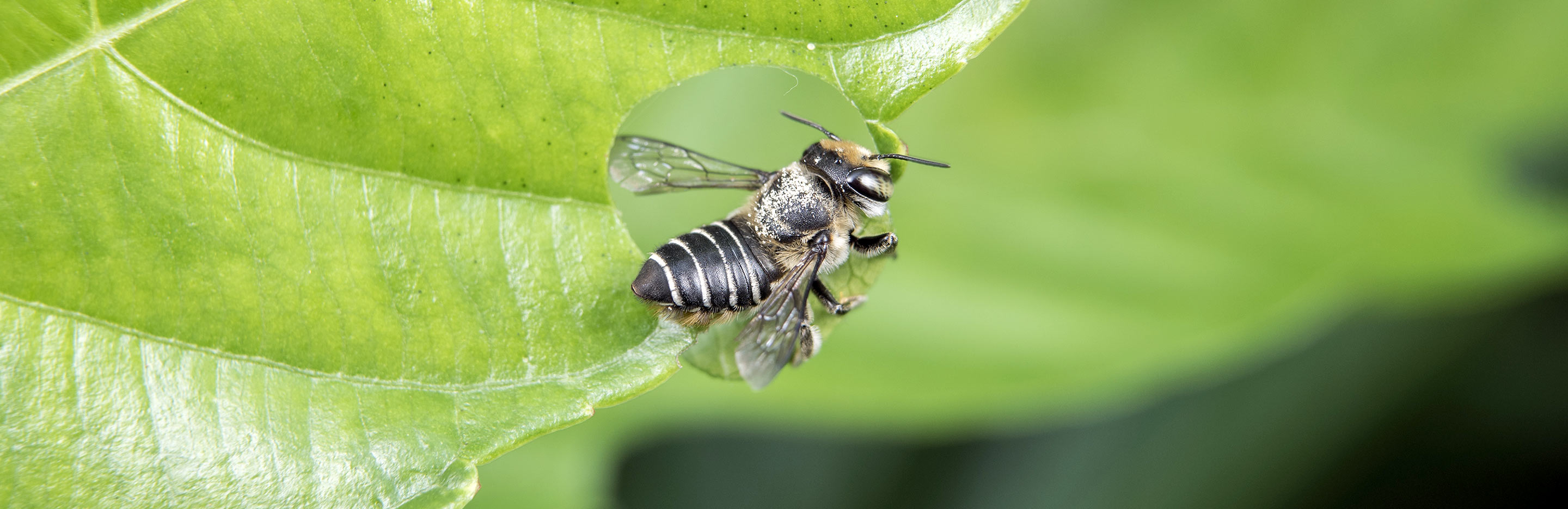 Leaf cutter bee