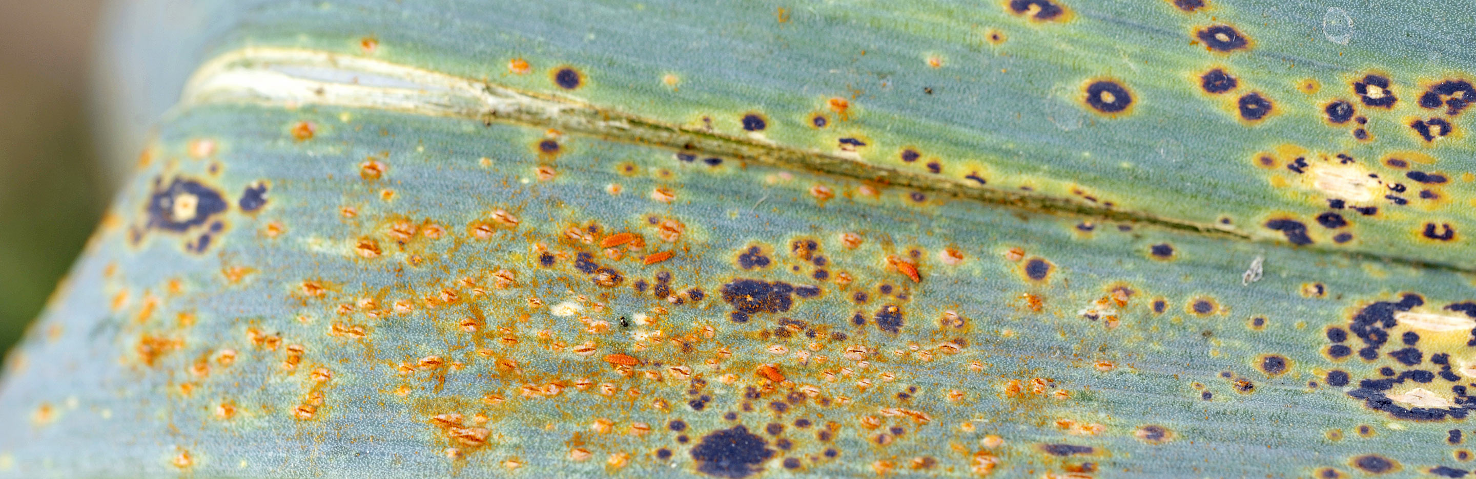 Leek rust