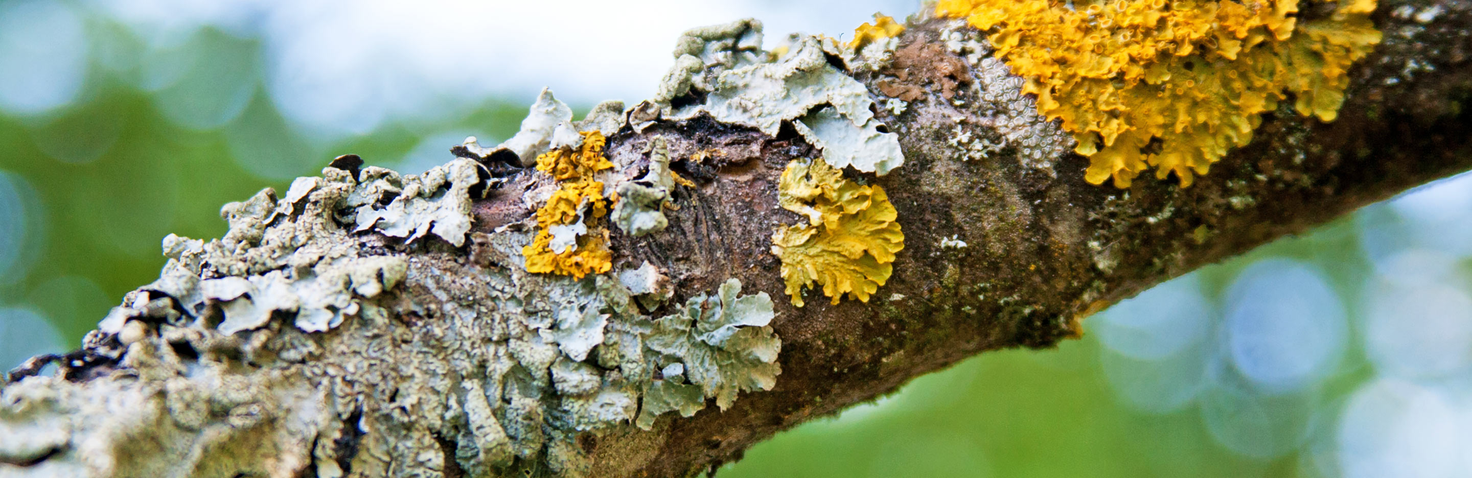 Lichens