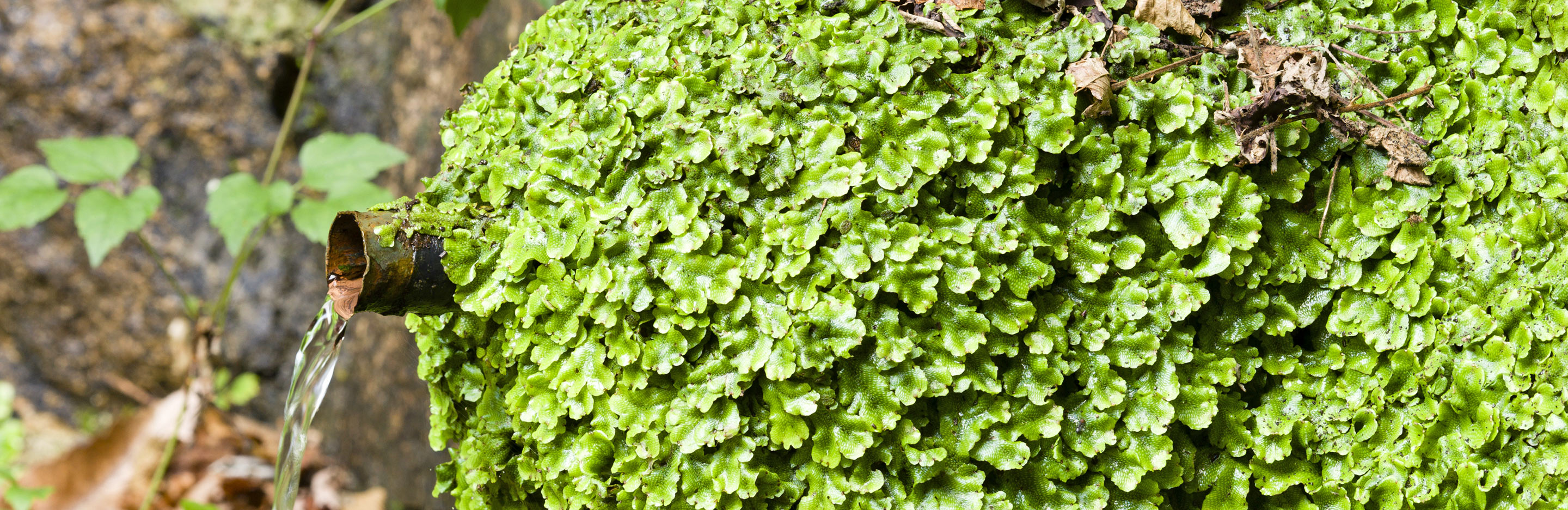 Liverworts