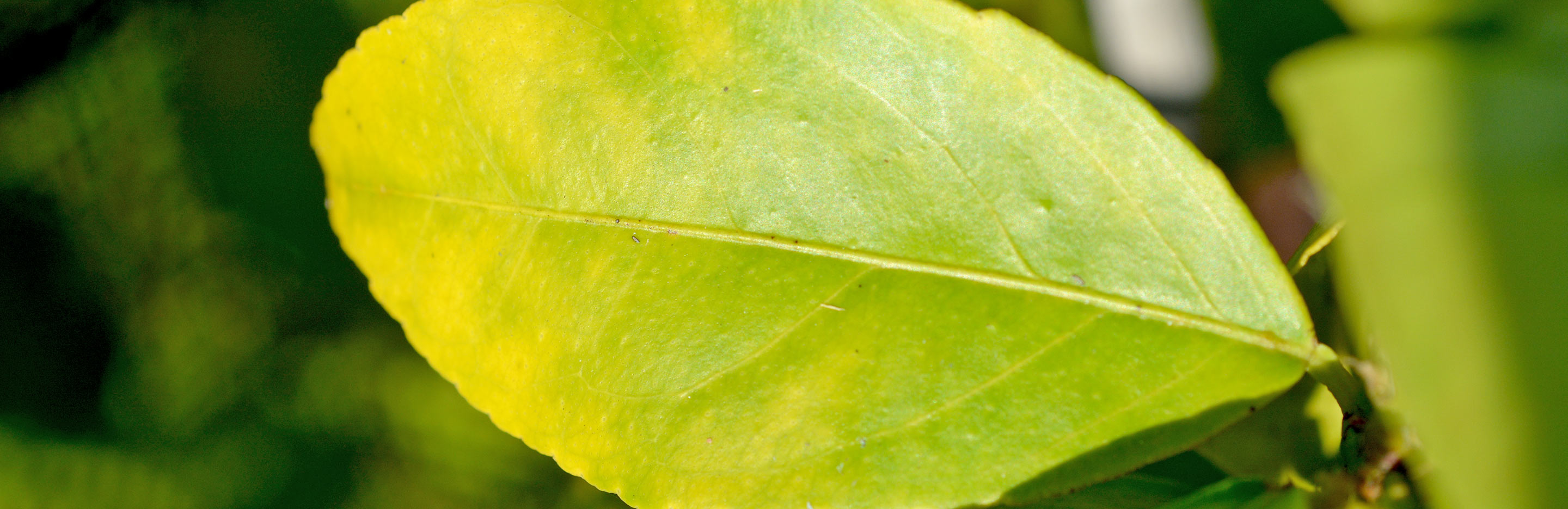 Magnesium deficiency