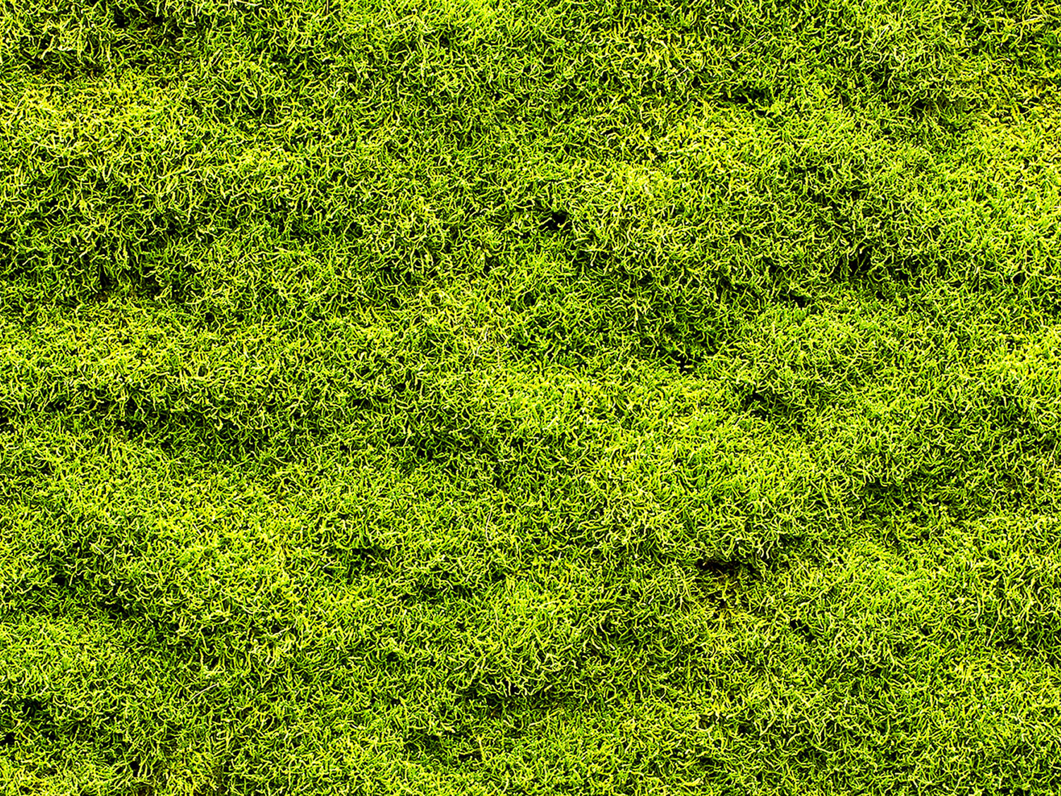 How to remove and prevent lawn moss | Love The Garden