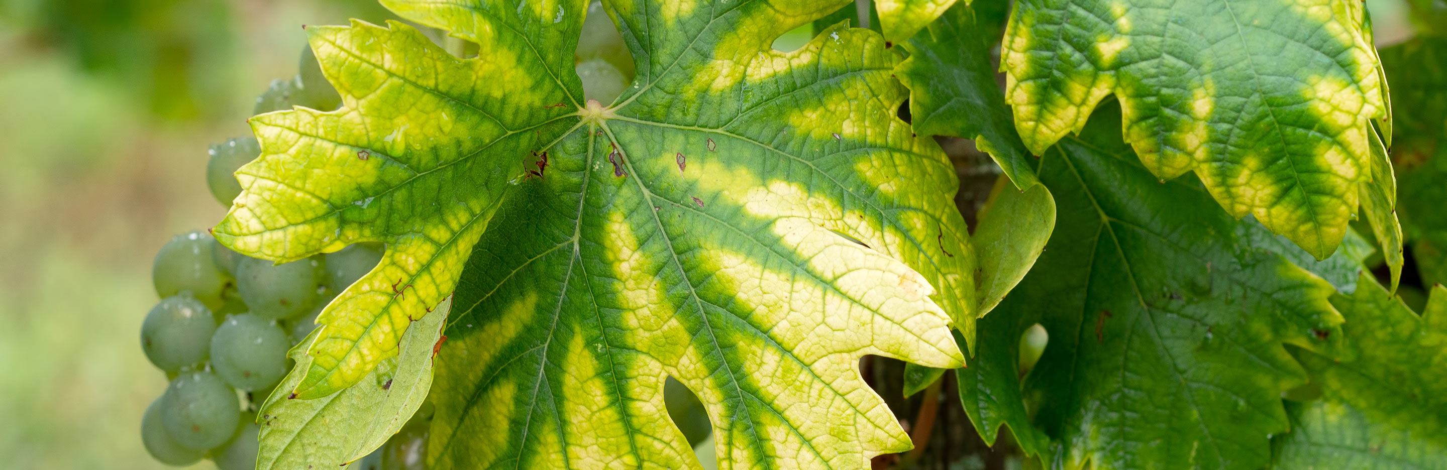 How to spot nitrogen deficiency in your plants