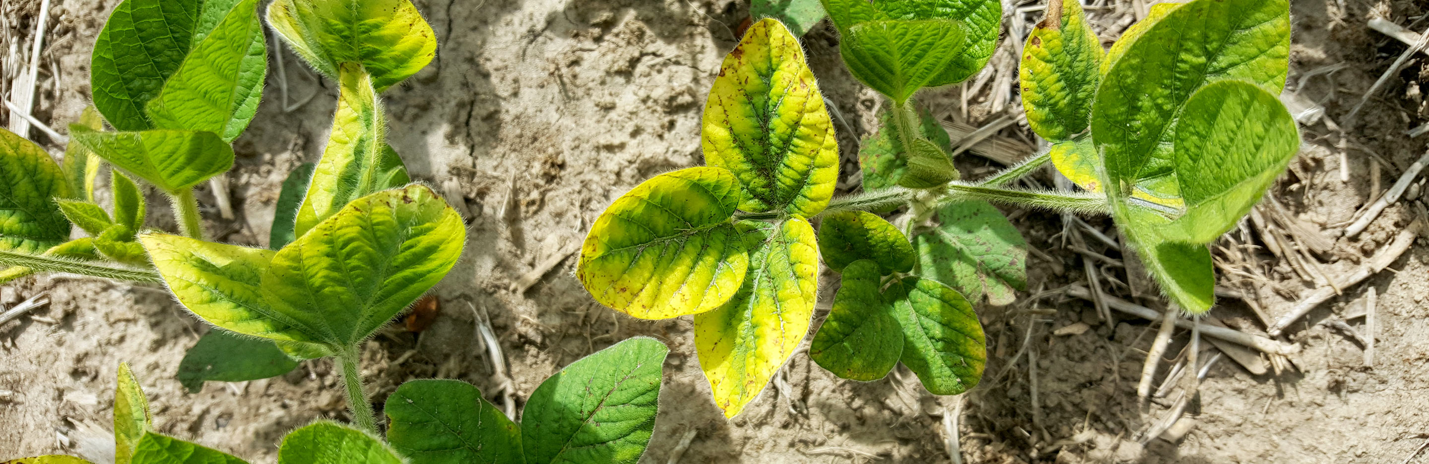 Potash deficiency
