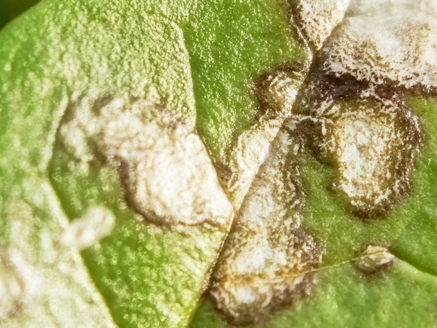 Leaf spot - treatment and control | Love The Garden