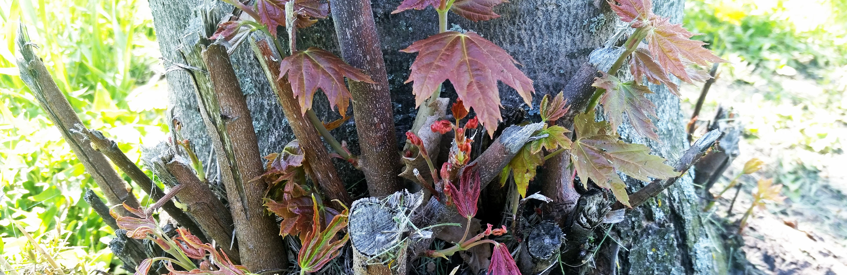 Tree and shrub suckers - treatment and control