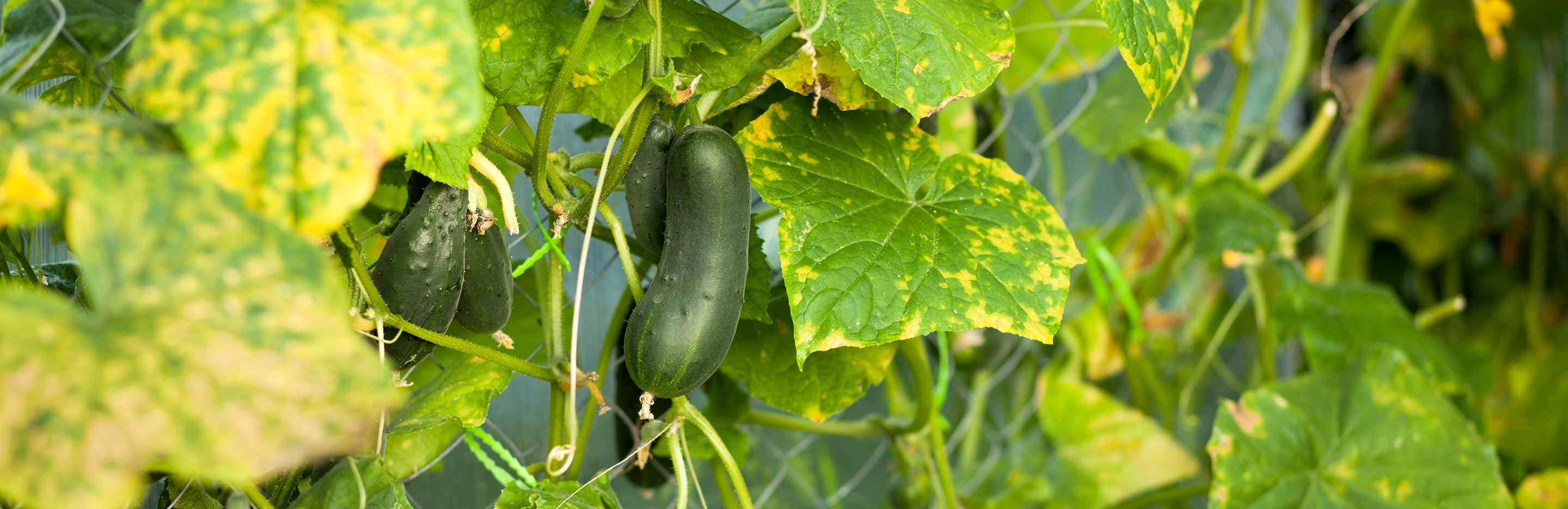 Plant viruses - treatment and control