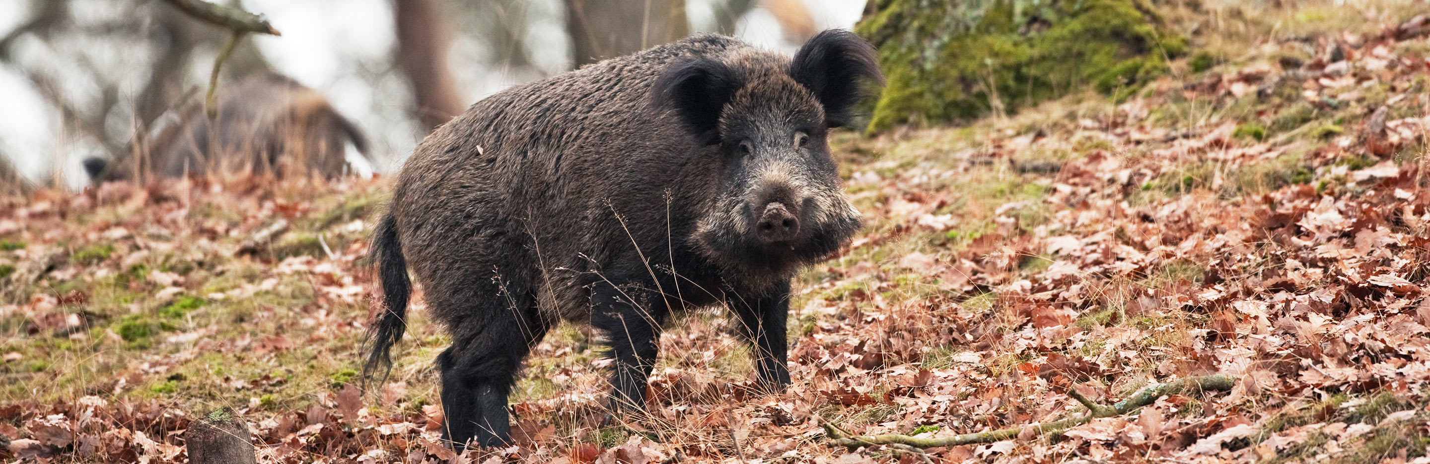 Wild boar