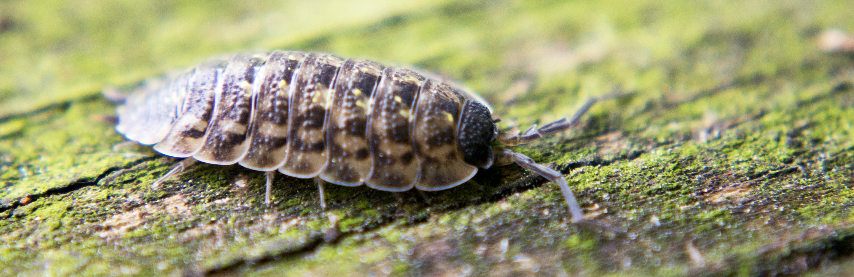 Woodlice