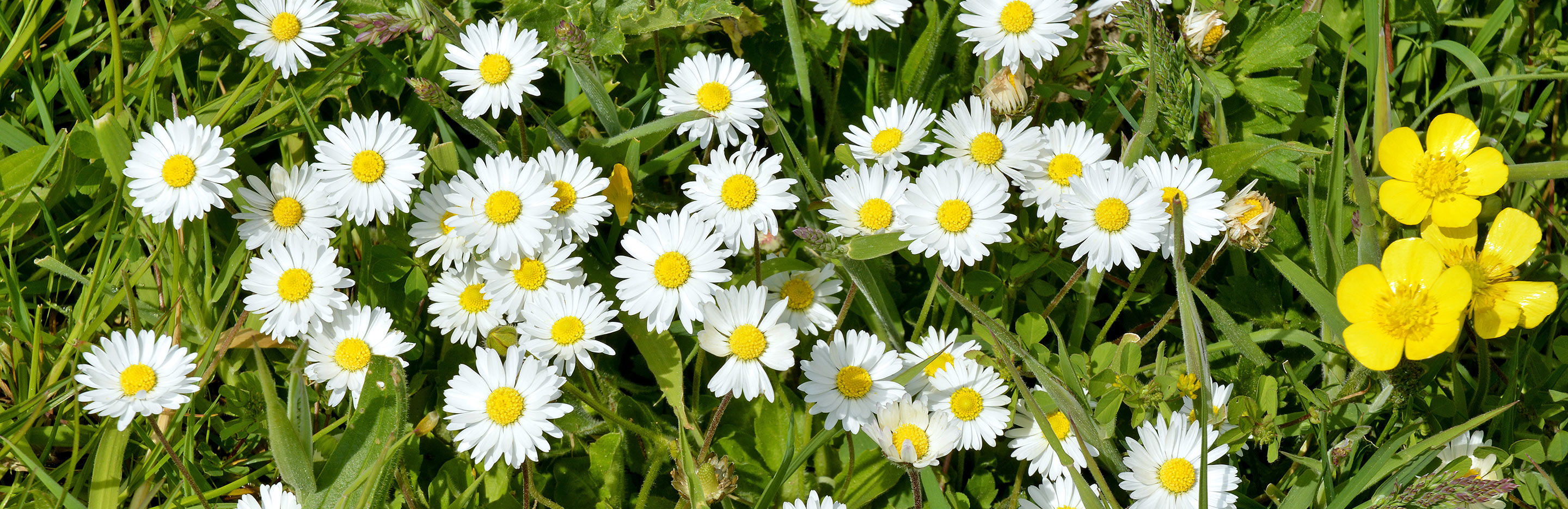 Controlling and preventing lawn weeds