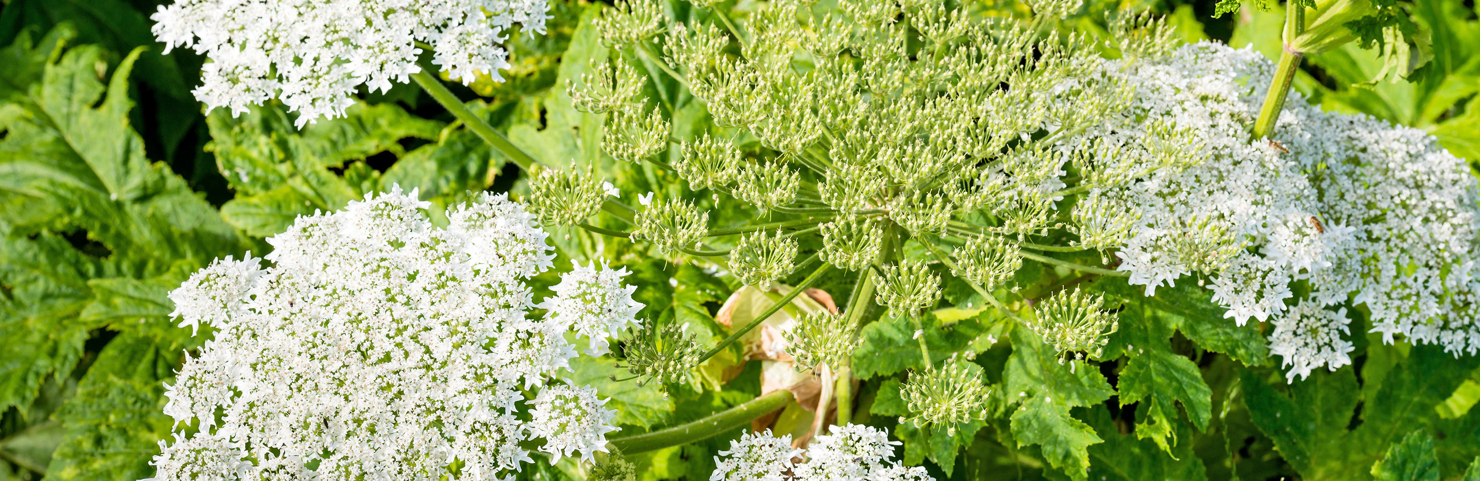 How to remove Giant Hogweed