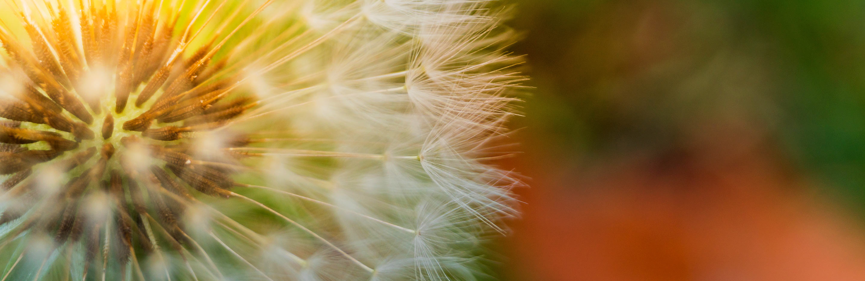 How weedkillers work