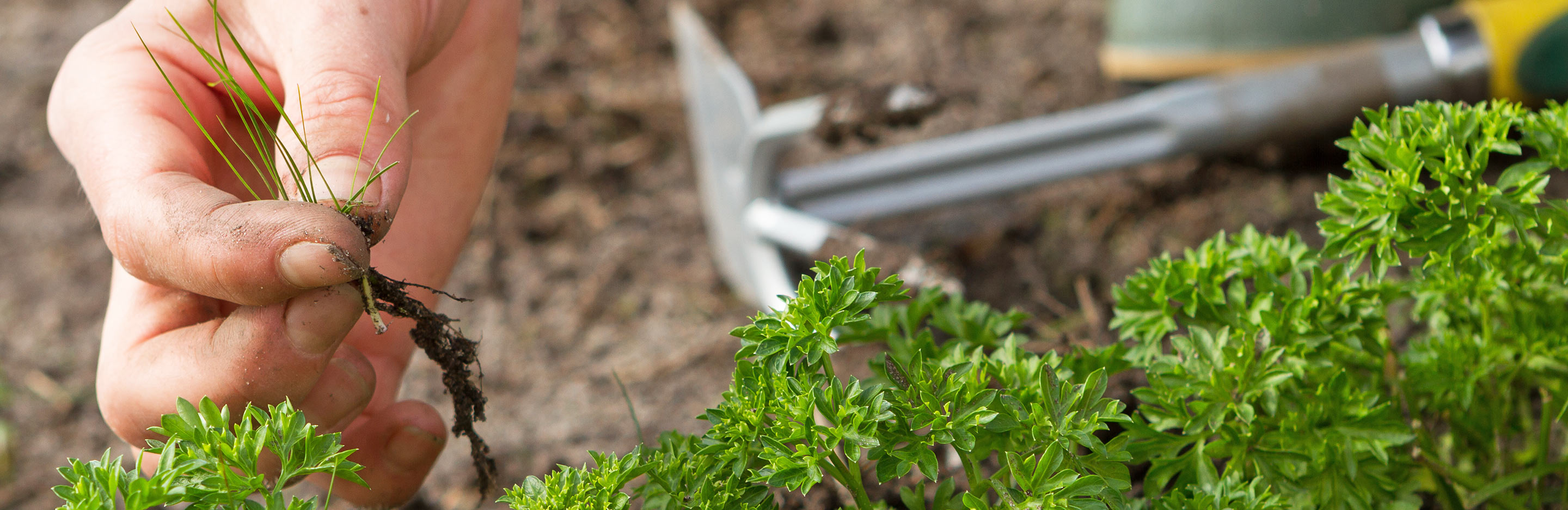 Tackling weeds in the vegetable garden