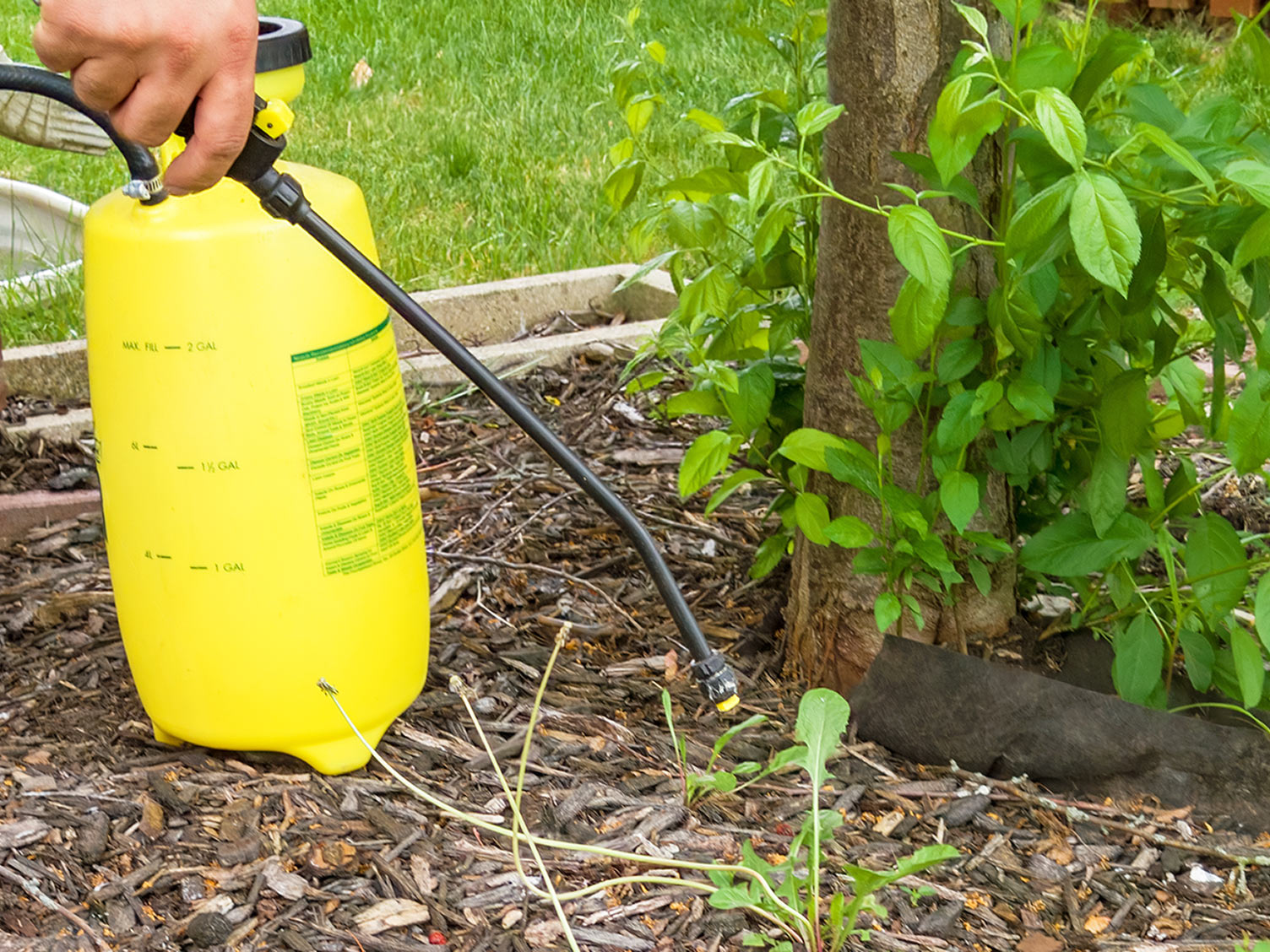 Roundup® NL Weed Control 1 litre