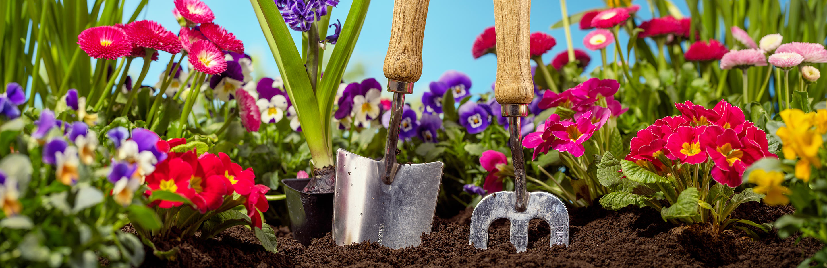 Weeds in flower beds