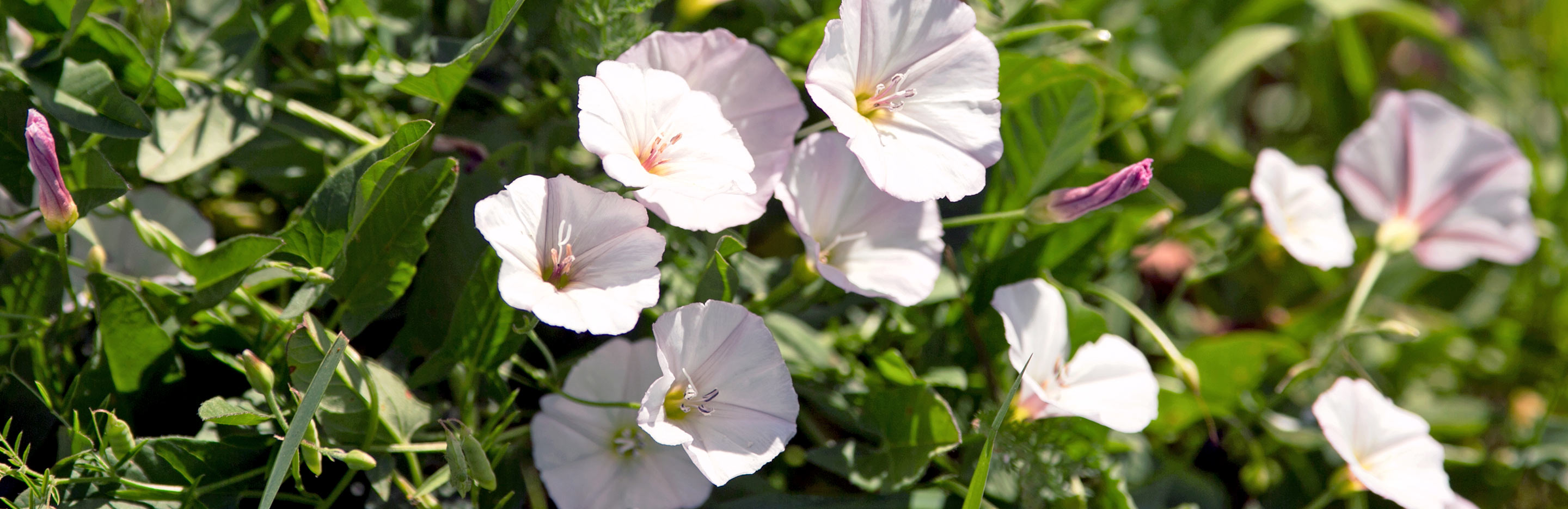 Perennial or woody weeds