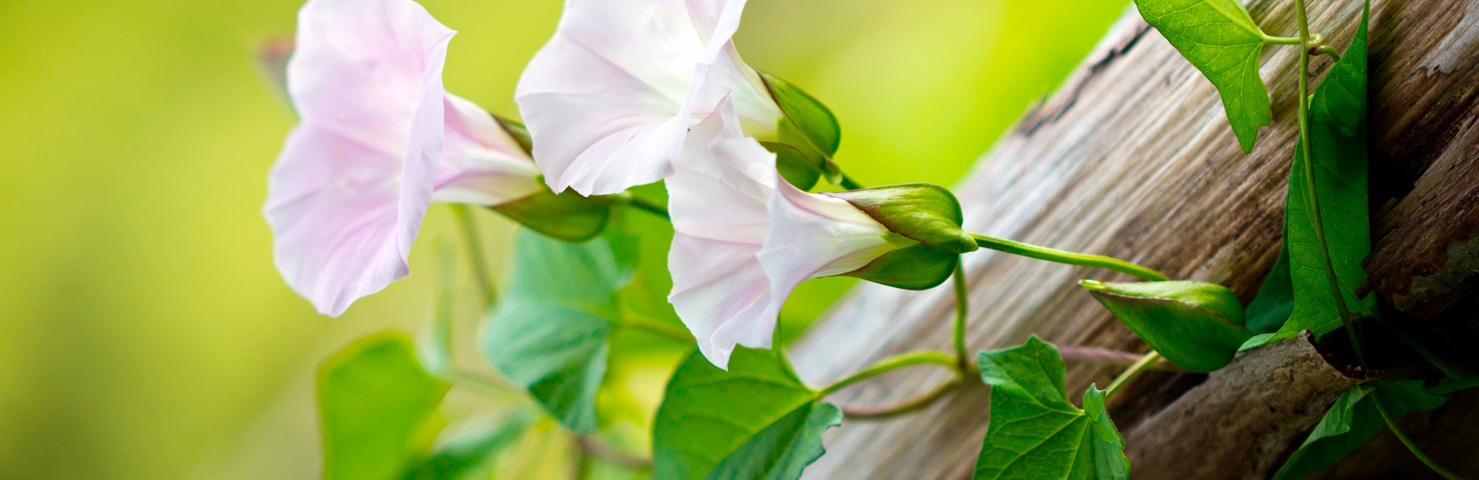 Identify thuggish perennial weeds