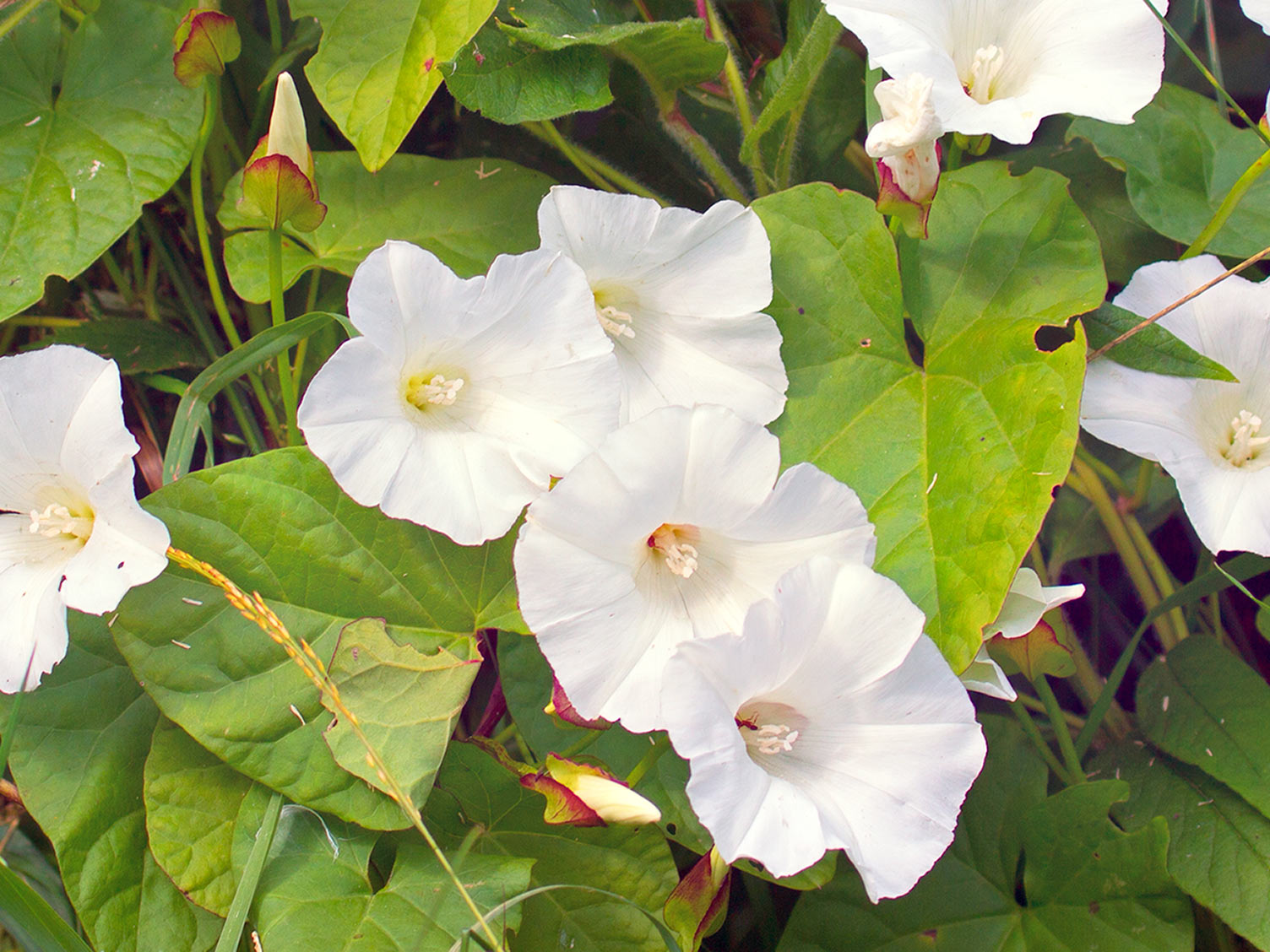 Killing common garden weeds | lovethegarden