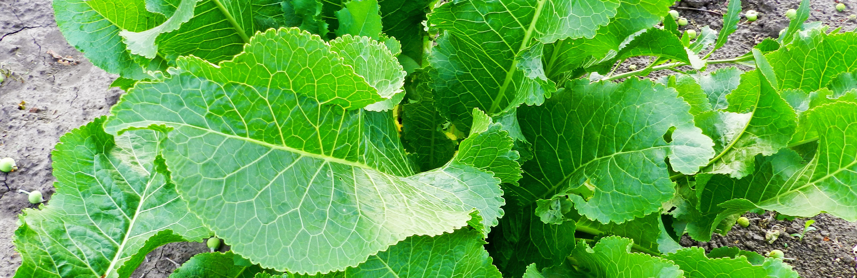 A guide to edible weeds