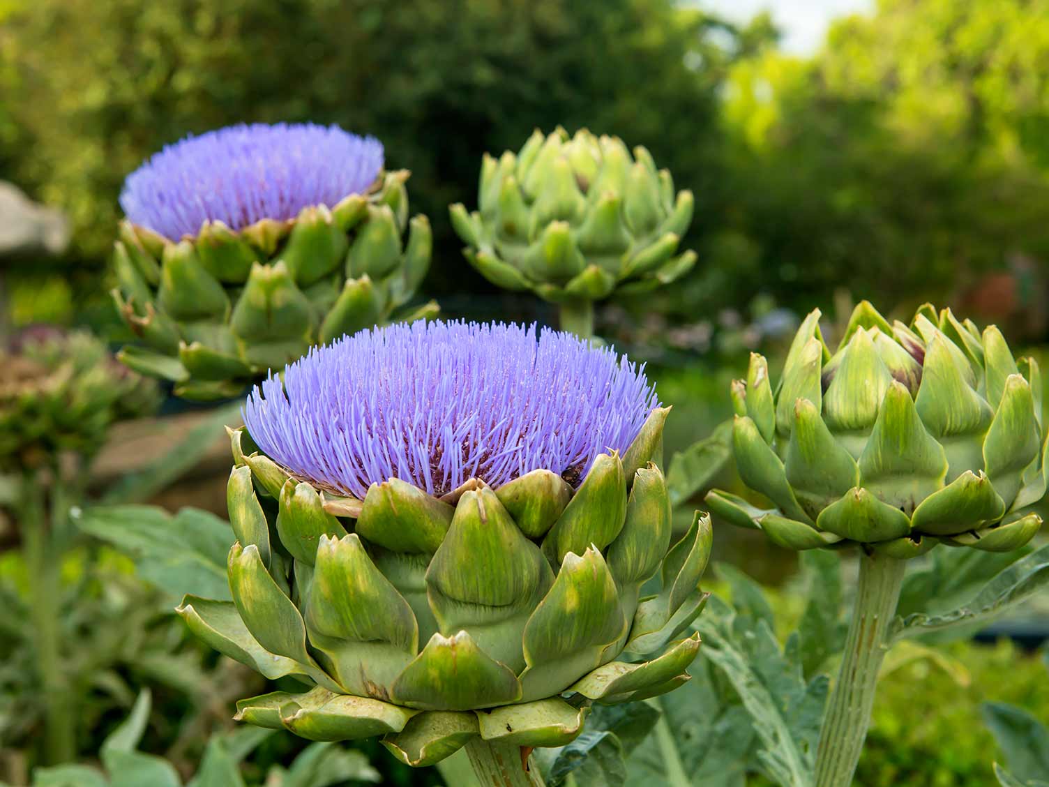 A Guide On How To Grow Artichokes | Lovethegarden