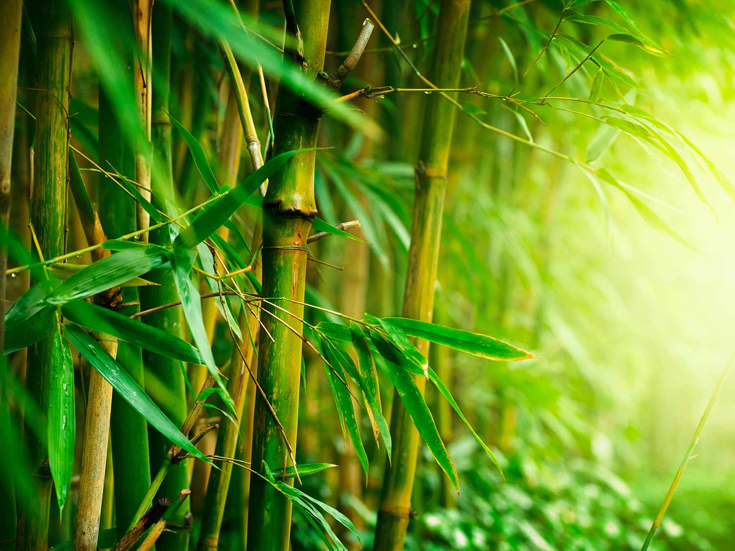 A Guide To Growing Bamboo | Love The Garden