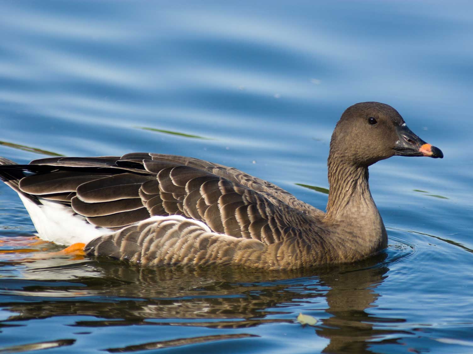 UK_bio_diversity_bean_goose.jpg Bean Goose