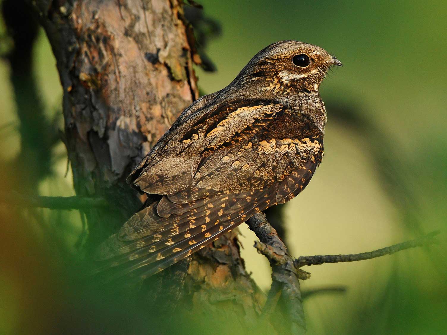 UK_bio_diversity_nightjar.jpg Nightjar