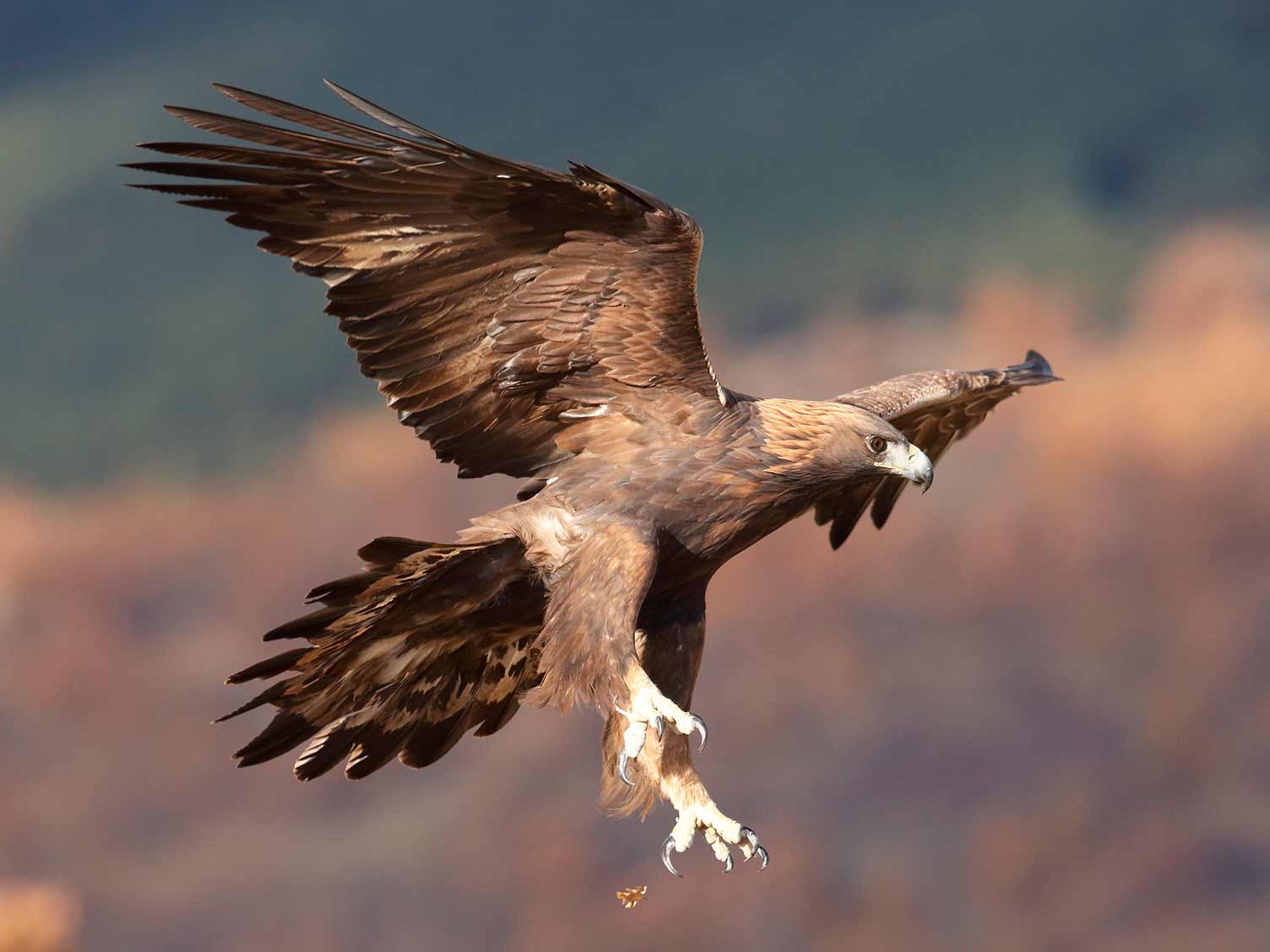 UK birds of prey: Golden Eagle