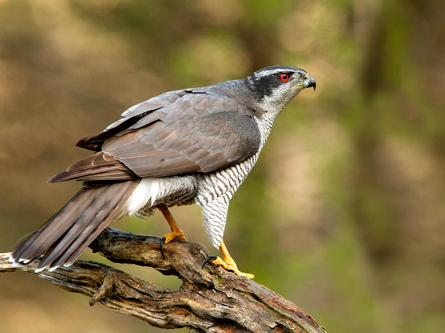 UK birds of prey: Goshawk