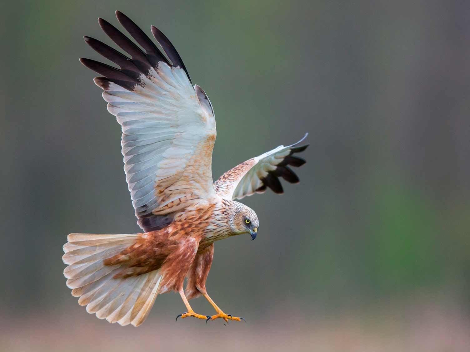 UK birds of prey: Marsh Harrier