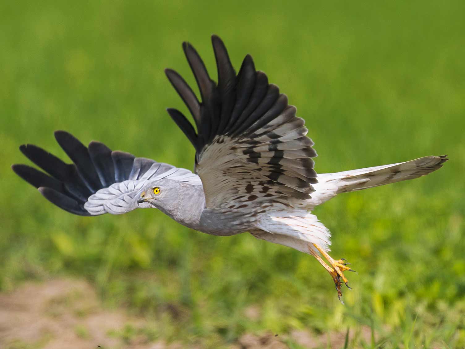 UK birds of prey: Montagu’s Harrier