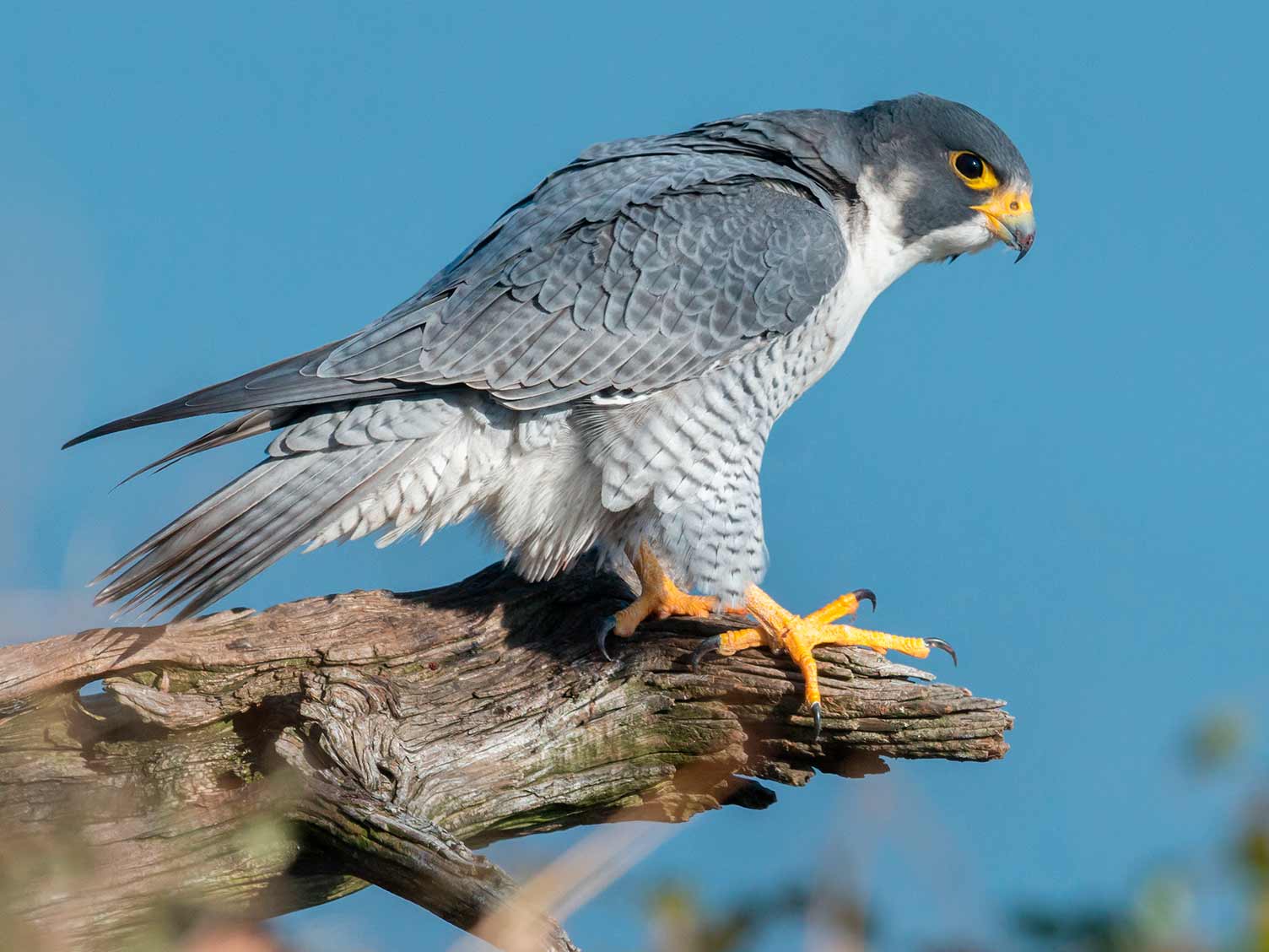 UK birds of prey: Peregrine Falcon