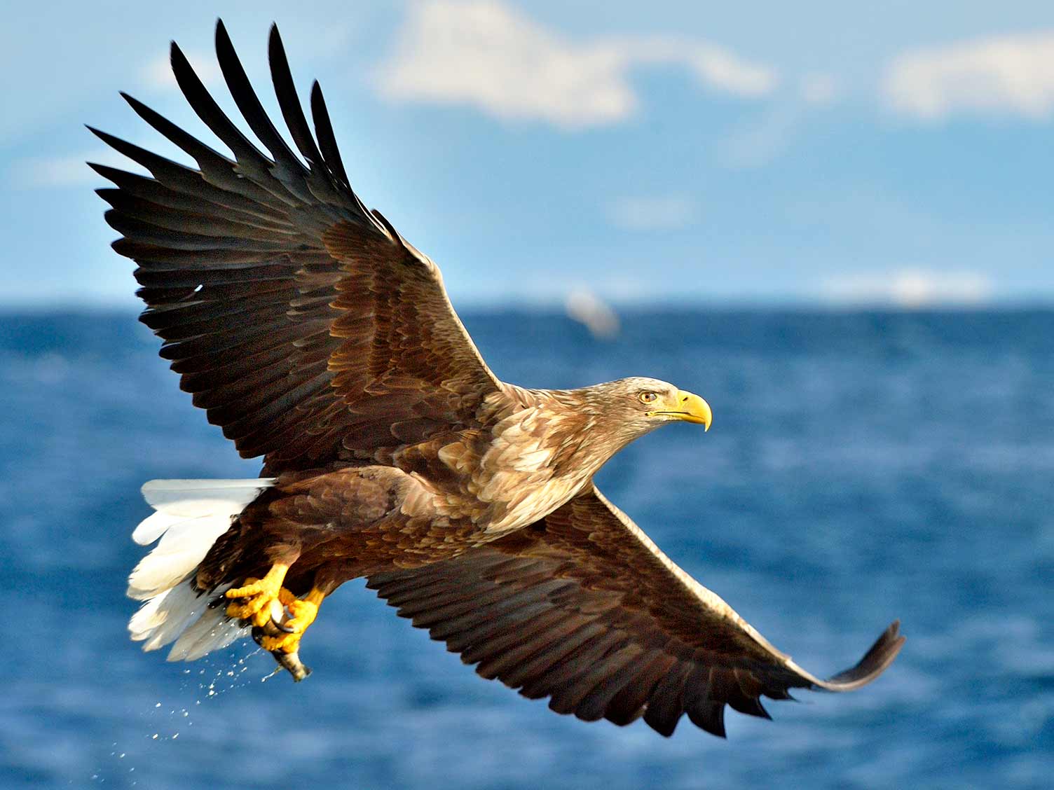 UK birds of prey: White-tailed Eagle