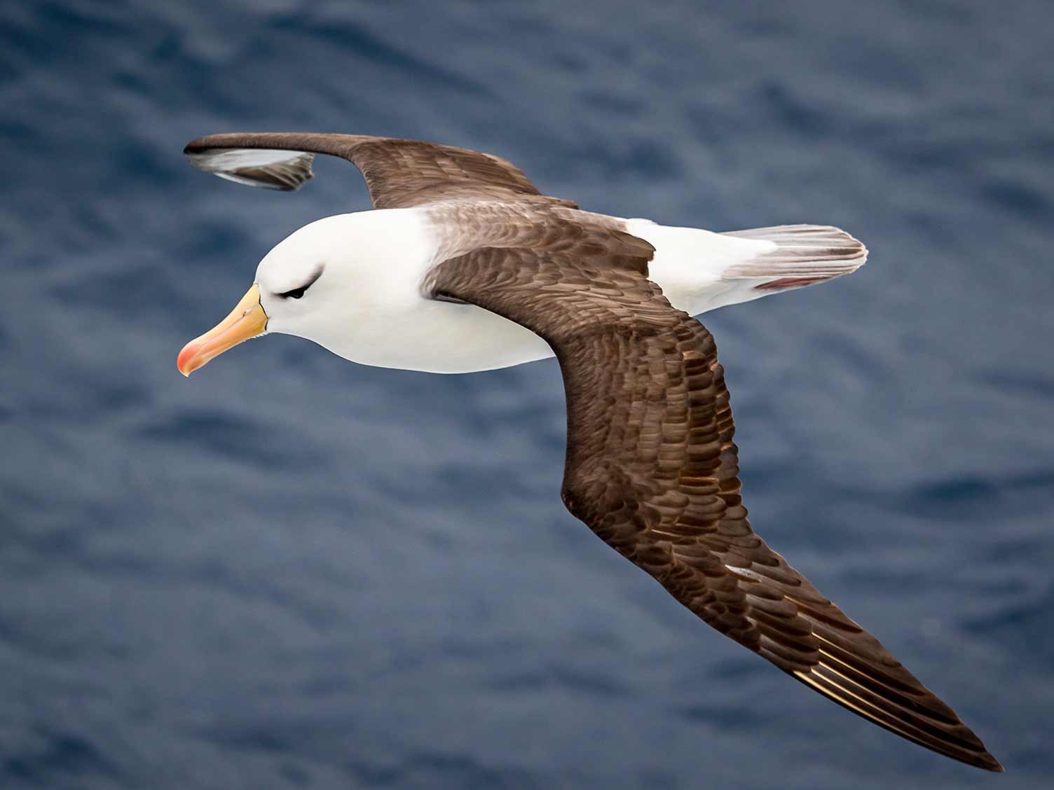 Black-browed albatross