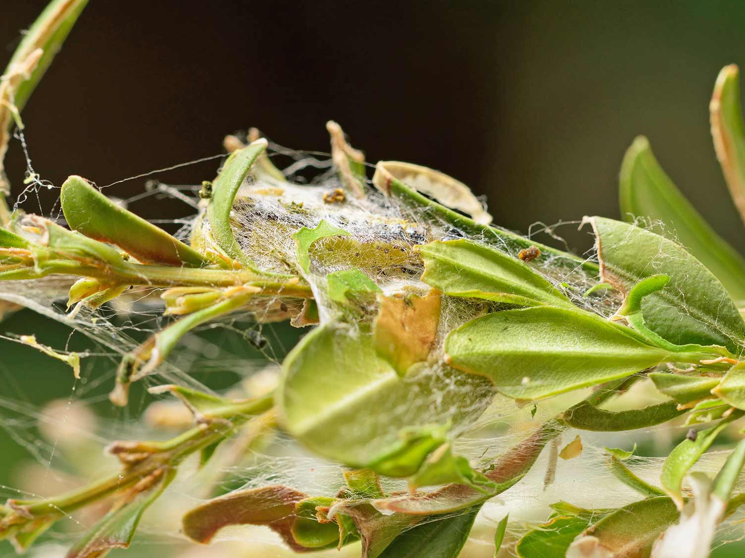 Box tree caterpillar webbing on foliage