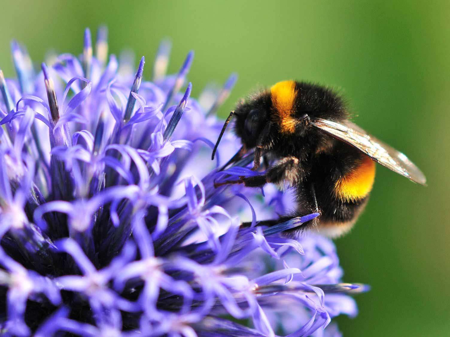 UK_bumblebee-on-flower.jpg Bumble bee on flower